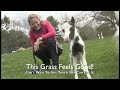 Einstein - The Smallest Horse In The World