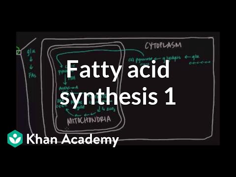 Steroid synthesis animation
