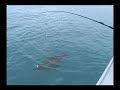 Yakutat Charter Halibut Fishing on the Sea Wolf with Captain Scott Chadwick in Yakutat, AK