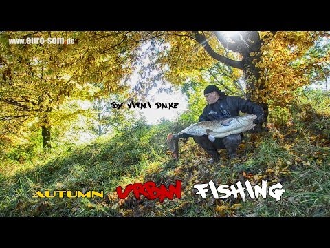 Осенняя ловля сома на канале / Wallerfischen im Herbst am Kanal