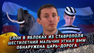 Девочка из Краснодара выгуливает собак за деньги