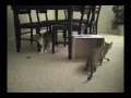Cats of War