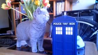 Ursus the British Shorthair is introduced to the TARDIS