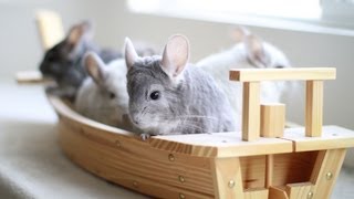 Chinchilla Dust Bath Ship!