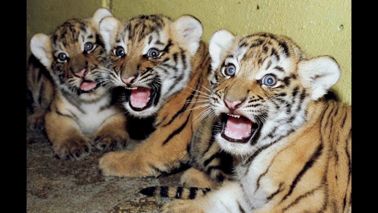 Cute newborn Tiger cubs Amazing video of Siberian tigers