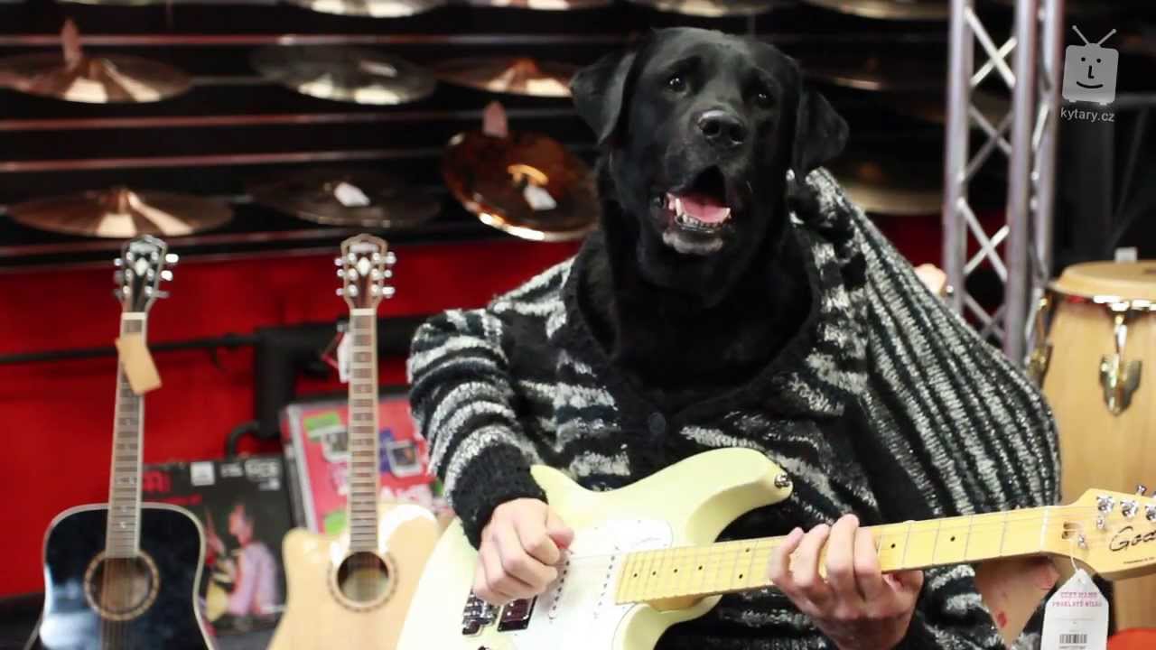 Pes, který hraje na kytaru / Dog playing guitar - YouTube