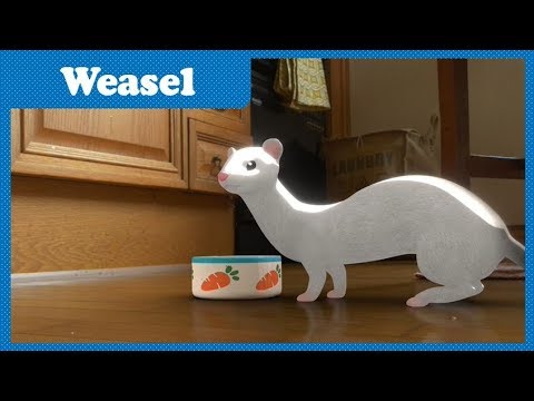 Ep28 Weasel | Space Jungle S2 | Funny Cartoon | Kids Cartoon | COAN Studio