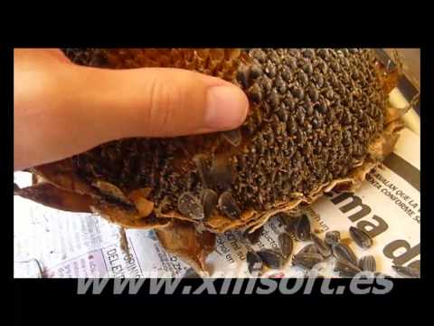 De donde vienen y que hacer con las pipas de girasol - YouTube De donde vienen y que hacer con las pipas de girasol - YouTube