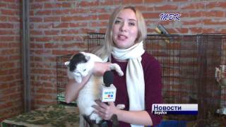 Бердский кот по кличке Кузя ищет хозяев