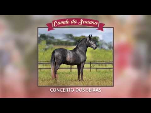 CAVALO DA SEMANA - CONCERTO DOS SEIXAS - MANGALARGA MARCHADOR