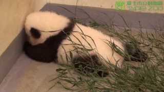 中秋連假團圓一家三口 The Panda Family at Taipei Zoo