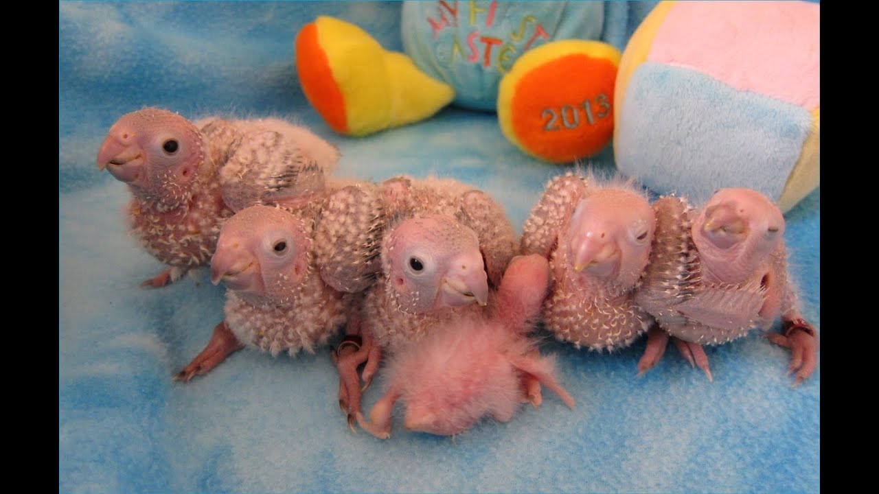 Baby Green Cheek Conure Babies YouTube