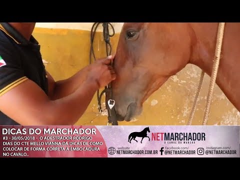#3 DICAS DO MARCHADOR - RODRIGO DIAS - COMO COLOCAR A EMBOCADURA DE FORMA CORRETA