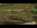 Flugfiske Våra Flugfiskefilmer Flugfiske Våra Flugfiskefilmer