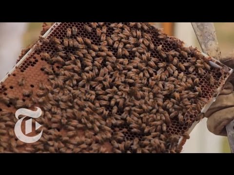 A Disastrous Year for Bees: 'We Can't Keep Them Alive'