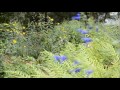 The Butterfly Garden at The Tallahassee Museum