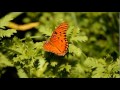 The Butterfly Garden at The Tallahassee Museum