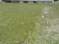 Thoroughbred galloping (Ex race horse)