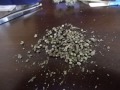 Harvest Cannabis Seeds With Hy-Gro-Hybrid