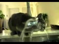 Ablutions matinales