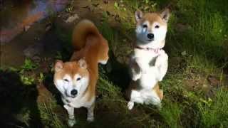 新緑と柴犬ひかいち　Shiba Inu and fresh green