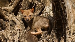 תנים זהובים - Golden jackal   - HD