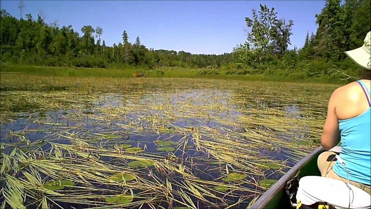 Boundary Waters Canoe Area Ely, MN Deer eating grass by lake 