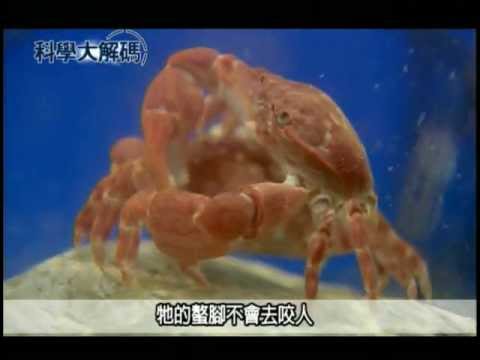 37. 奇妙的龜山島海底生態 - YouTube pic