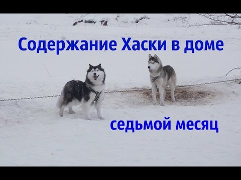 Чем кормить хаски в домашних условиях в 1 месяц Чем кормить хаски в домашних условиях в 1 месяц