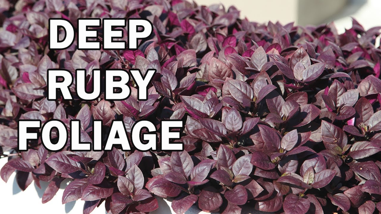 LITTLE RUBY™ Alternanthera is a compact groundcover plant Emporium