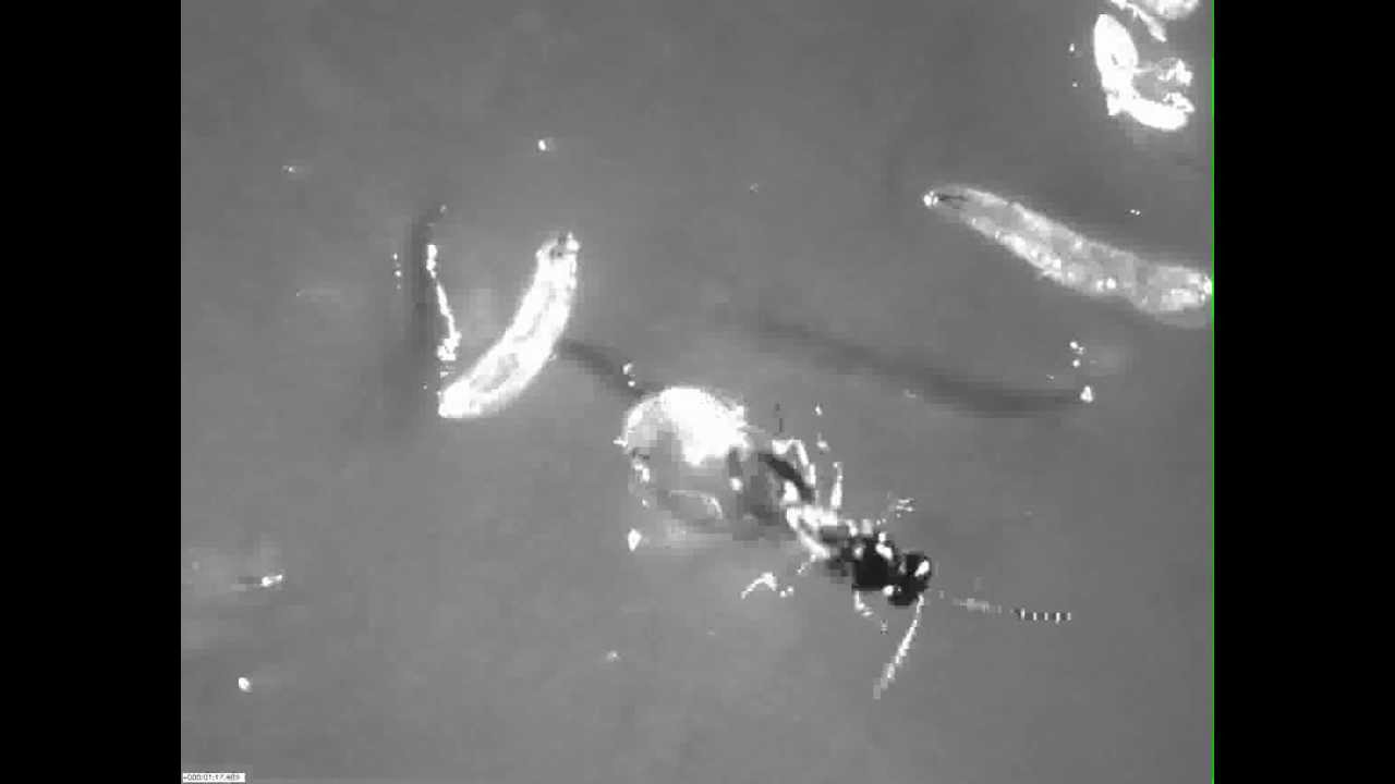 Fruit Flies Use Alcohol as a Drug to Kill Parasites YouTube