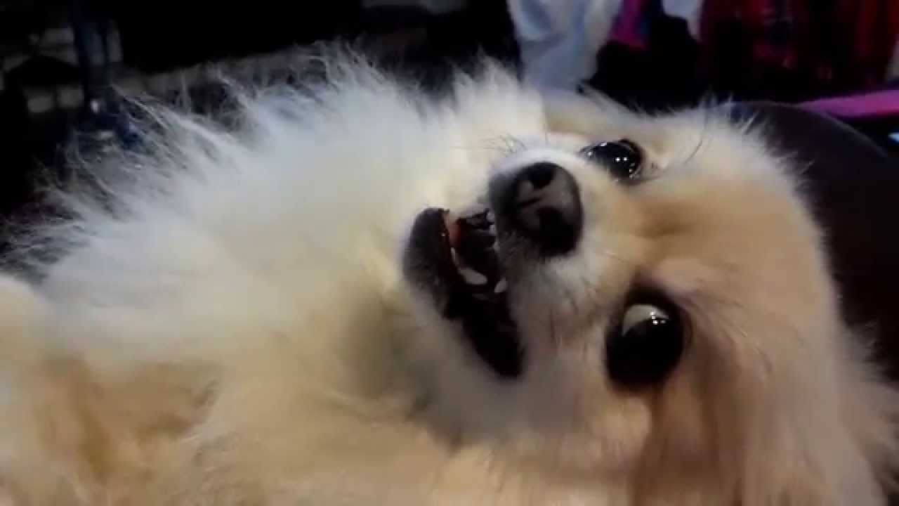 Angry Pomeranian bites, happy Pom smiles - YouTube