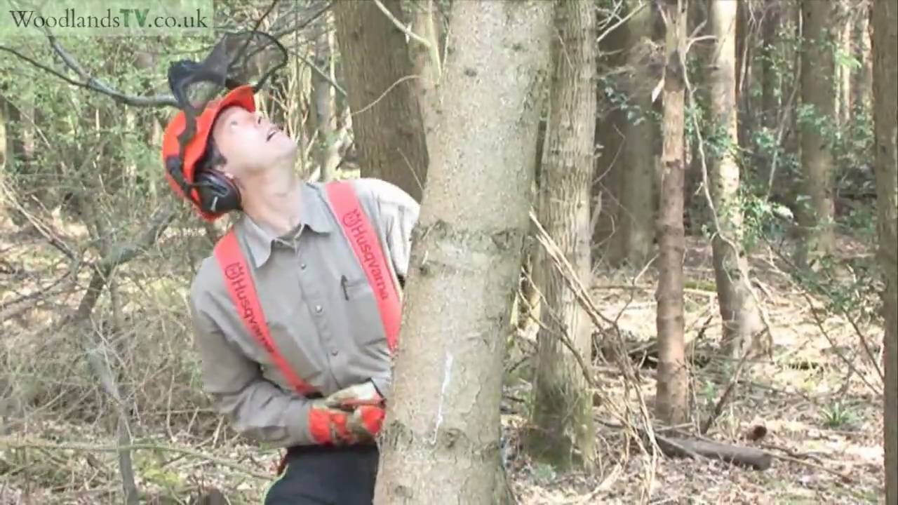 Felling a hung up tree safety first YouTube