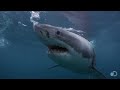 18-Foot Shark Attacks Cage | Great White Serial Killer - Shark Week 2013