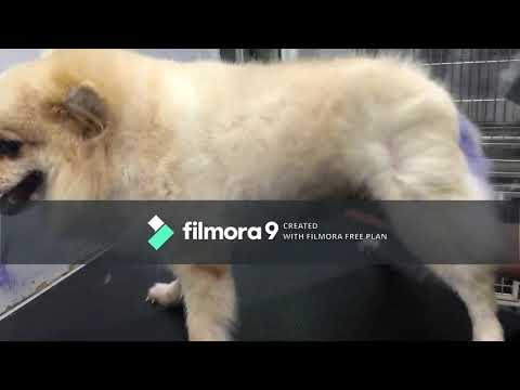 Dogs grooming |funny dogs |cute dog