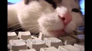 חתולונובלה- רוצה להיות מהנדס תעשיה וניהול