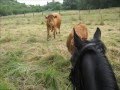des terrils au fil de l eau balade a cheval