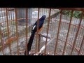 Murai Batu ekor panjang Lampung Super koleksi Ebito Bird Farm Muntilan Jateng album artwork