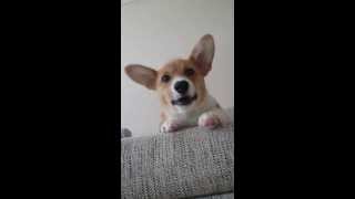 [양띵의 사생활] 말 알아듣는 웰시코기 코코 영상ㅋㅋㅋ - Welsh Corgi