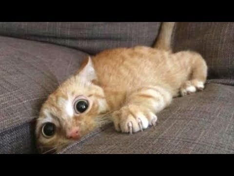 Try Not To Laugh Challenge - Funny Cat Compilation 2019