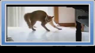 Kater tanzt wie Michael Jackson! Cat dances like Michael Jackson!