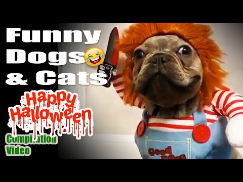 Happy Halloween 🎃👻🎃 Funny Pet, Funny dog 🐶Funny Cat 😽 Funny Compilation Videos 🤣🤣🤣