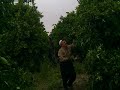 NARENCİYE BAHÇESİNDE BUDAMA İŞLEMİ...
