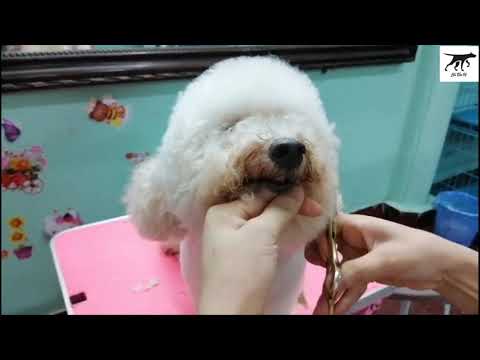 Spa Grooming - Cắt tỉa lông chó mèo - Tắm Sấy - Cắt Móng - Cạo Lông