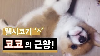 웰시코기 코코의 근황ㅋㅋㅋ - [양띵의 사생활] - Welsh Corgi