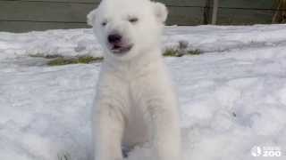 Toronto Zoo Polar Bear Cub Introduced to Snow for the First Time