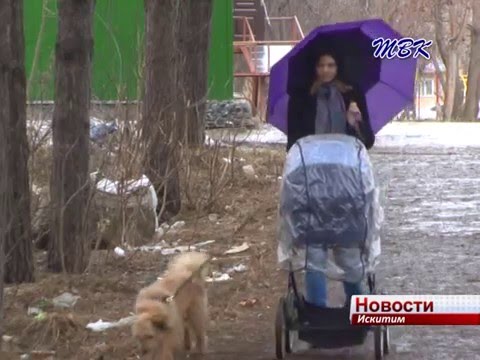 В Искитиме и Искитимском районе зарегистрировано 7 случаев покусов клещом В Искитиме и Искитимском районе зарегистрировано 7 случаев покусов клещом
