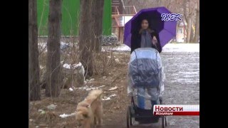 В Искитиме и Искитимском районе зарегистрировано 7 случаев покусов клещом
