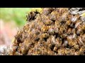 Essaim d'abeilles sur un pied de vigne.wmv