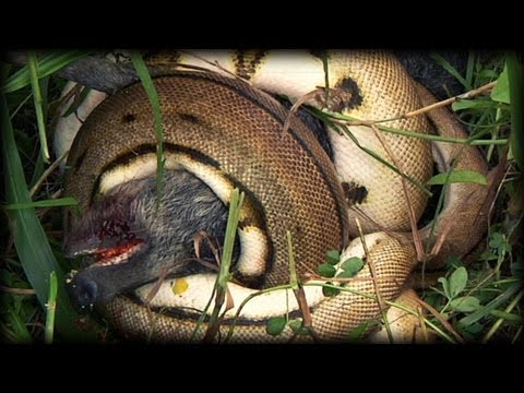 Python kills Pig